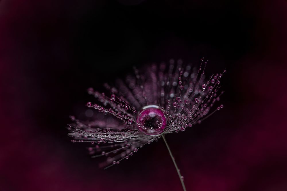 Фотография автора Dolli Pogrebnaya