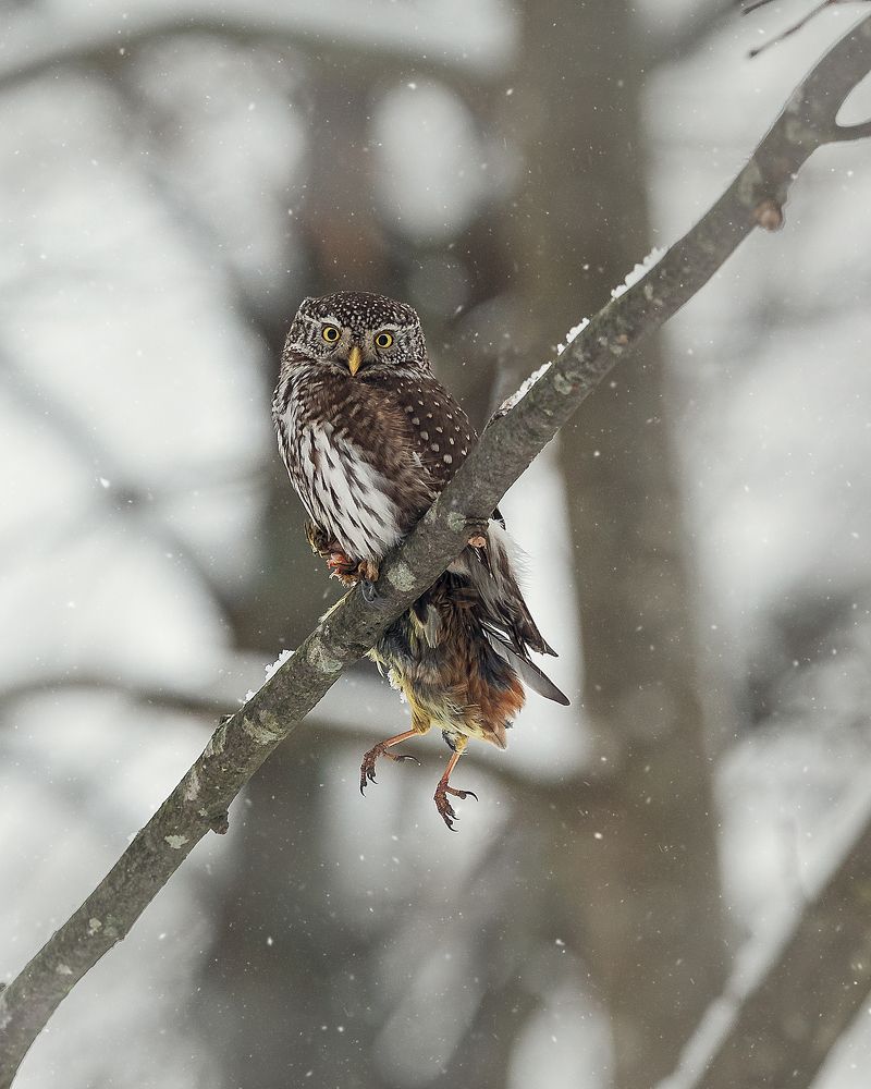 Pygmy owl