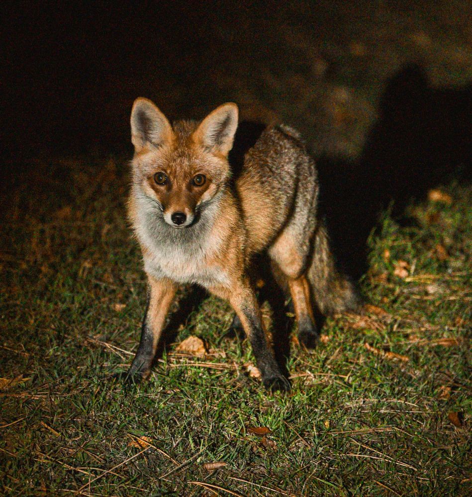 Photograph by Елена Казарян