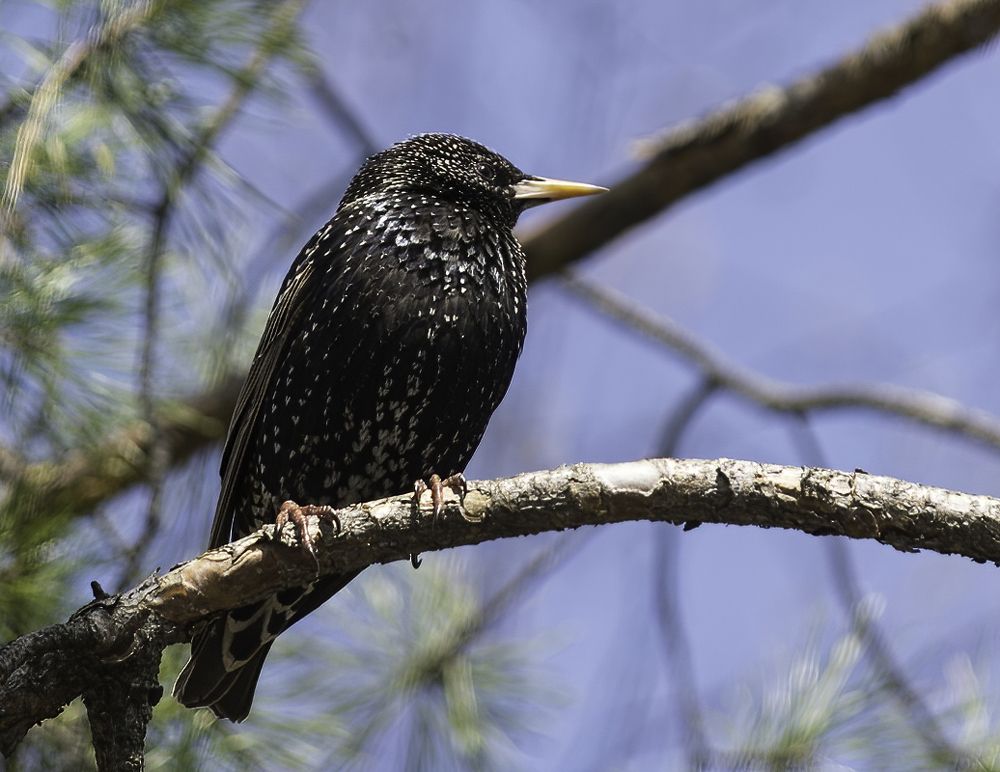 Photograph by Subway