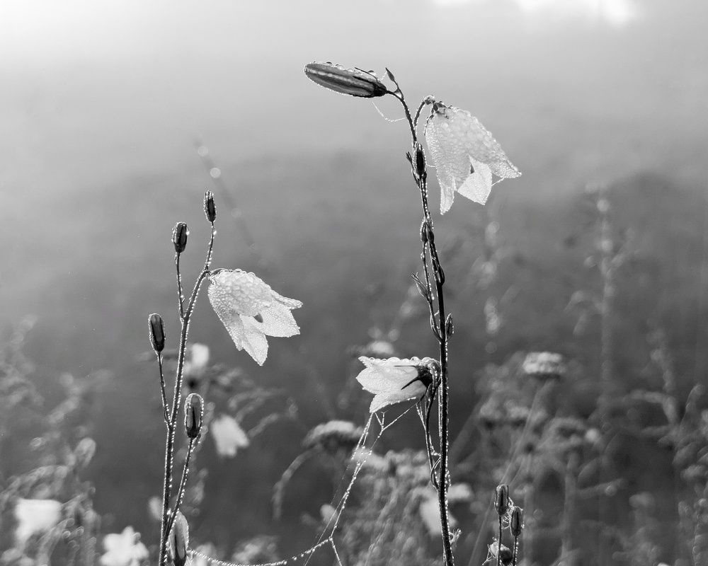 Photograph by Светлана Кондрашова