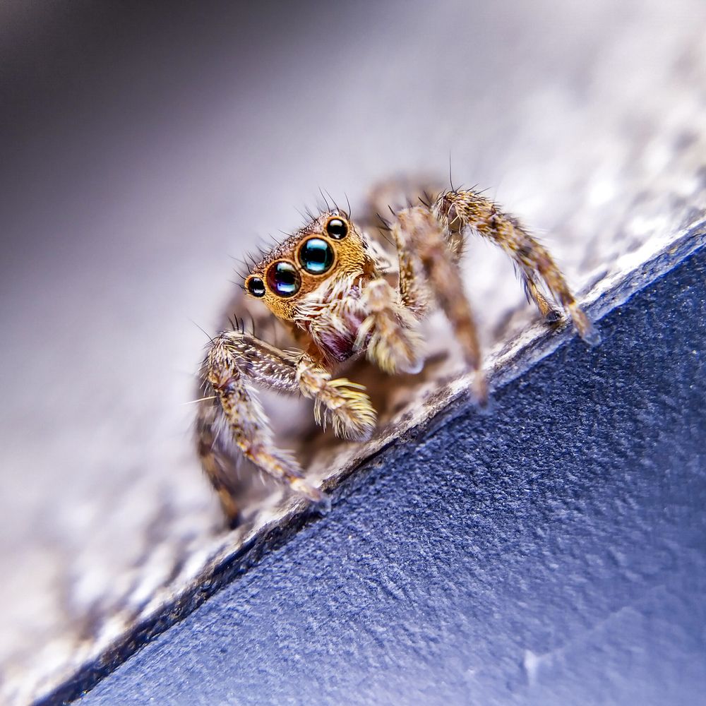 Hello Spidy