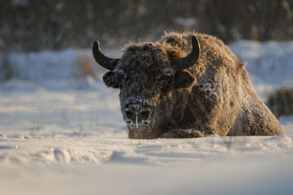 The beast from the east