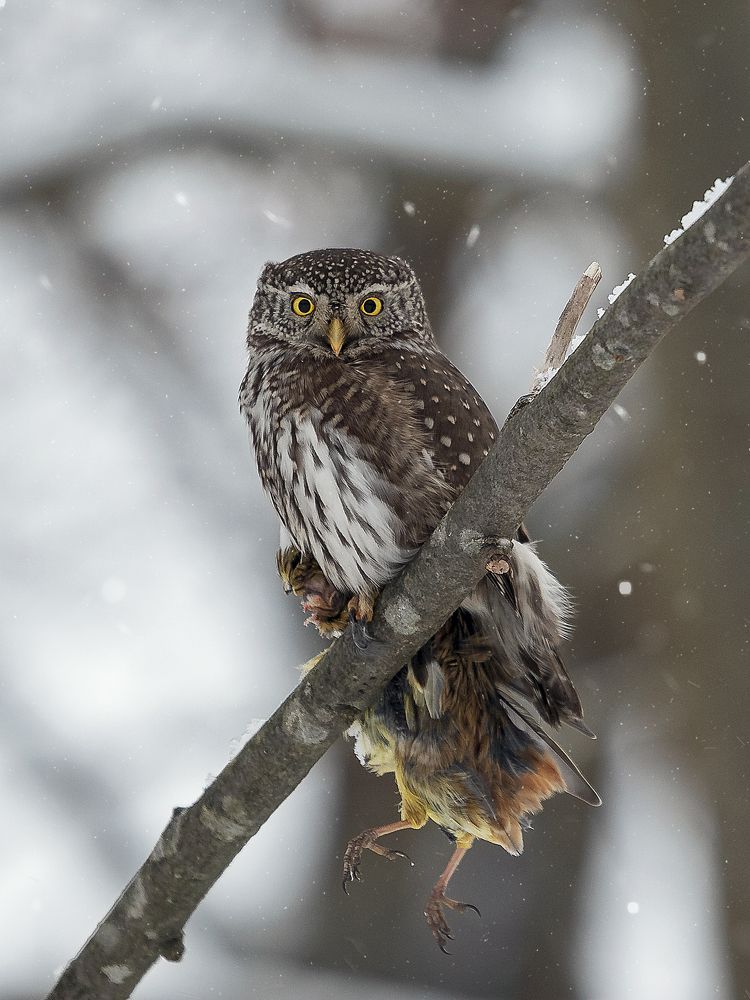 Pygmy owl