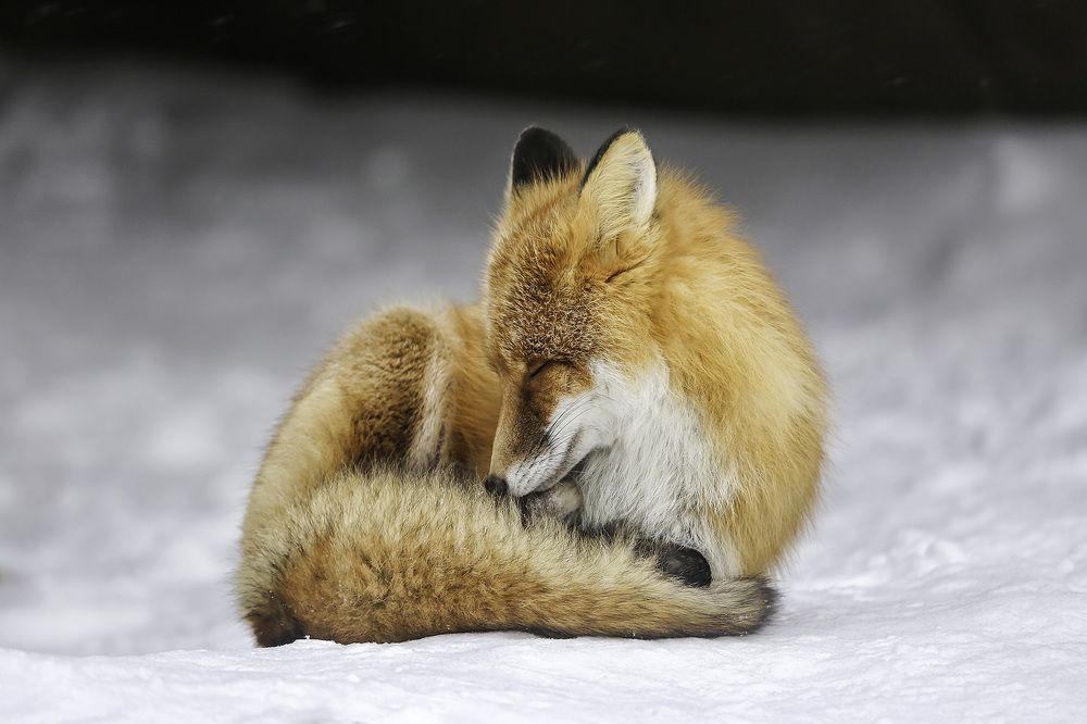 Рыжая красотка