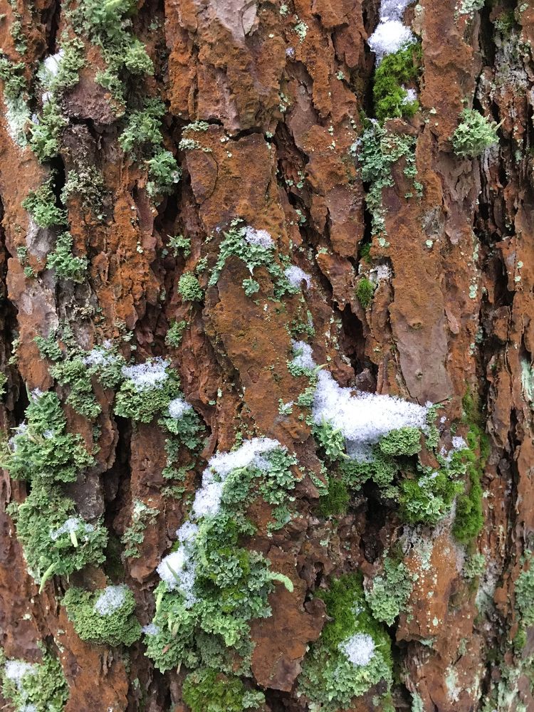 мирное сосуществование