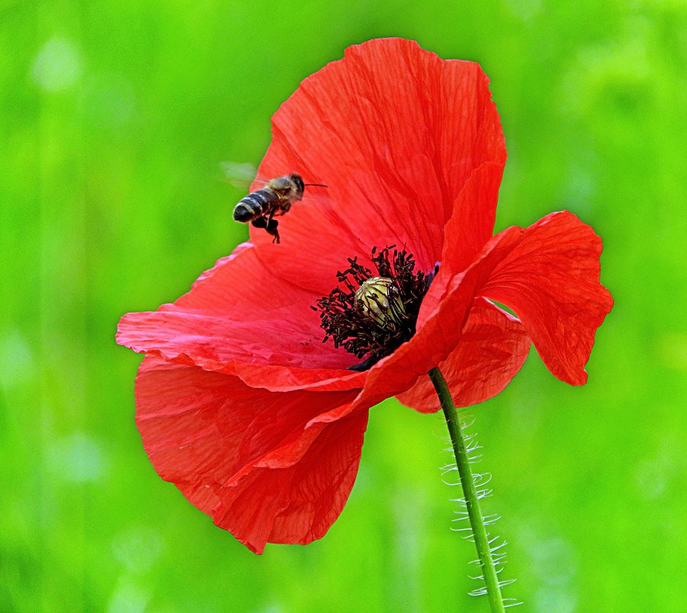 Photograph by Іван Березовський