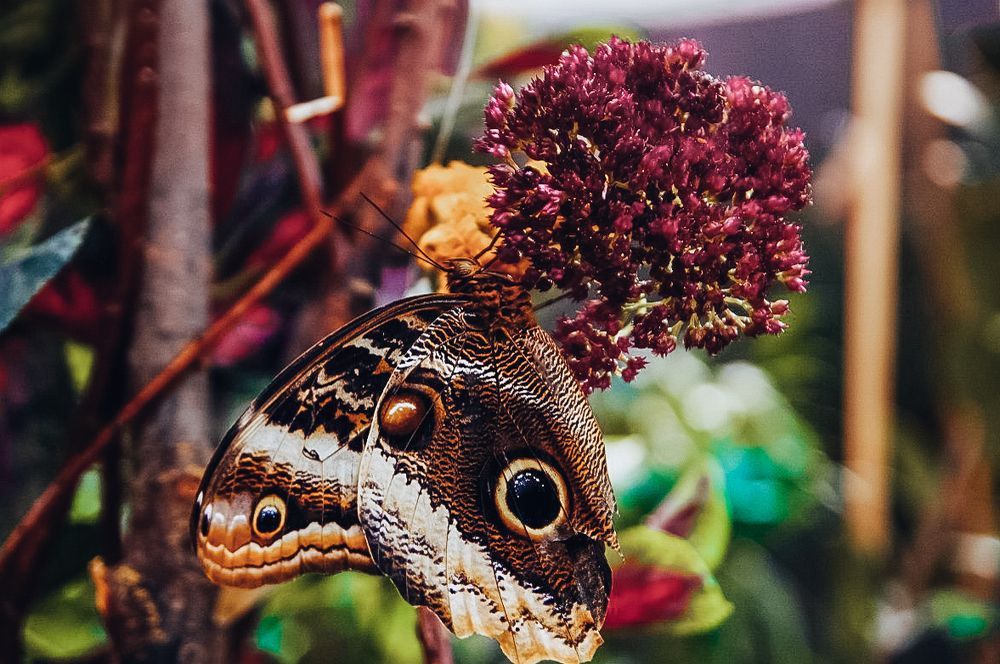 Фотография автора Александр Сенчуров
