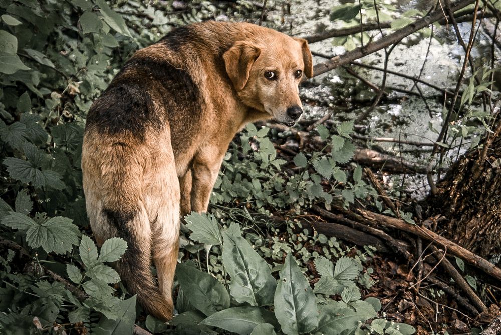 Фотография автора Александр Сенчуров