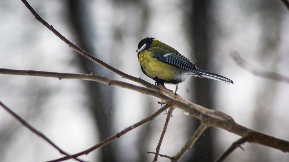 Photograph by Алиса Емельянова