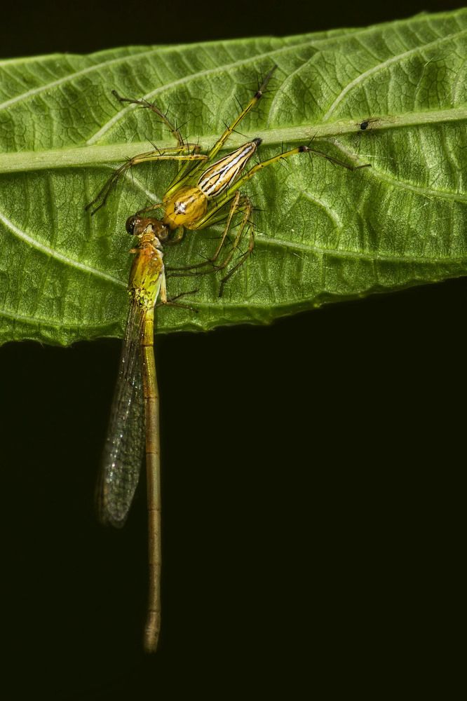 Photograph by Partha Chakraborty