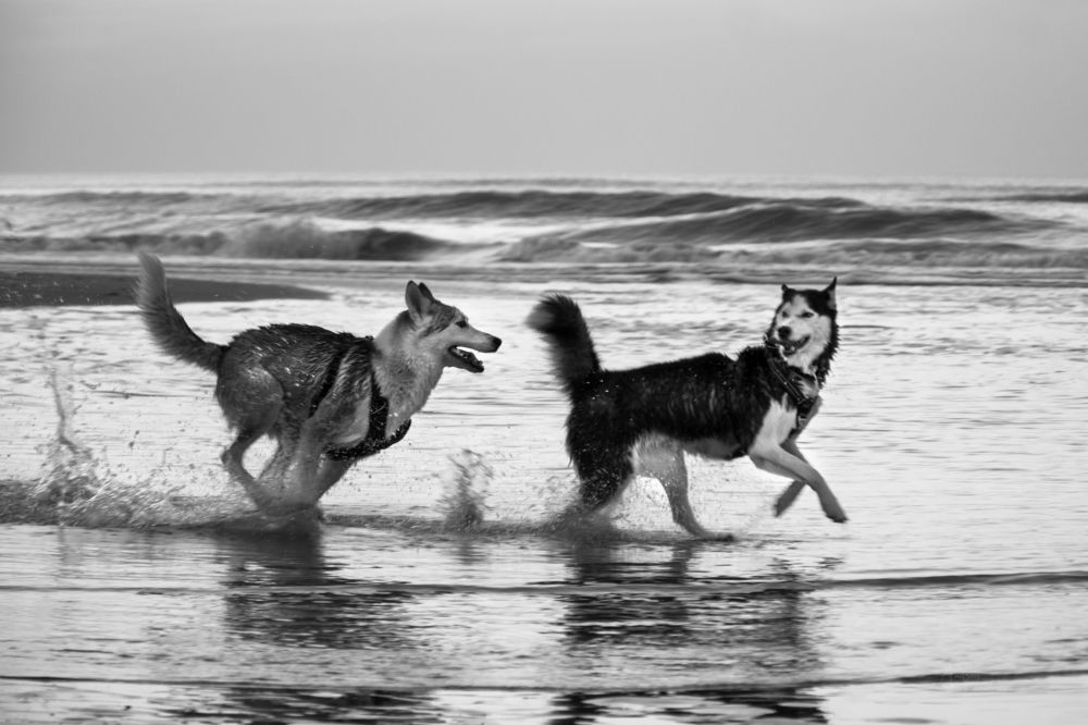 Young, wild and free