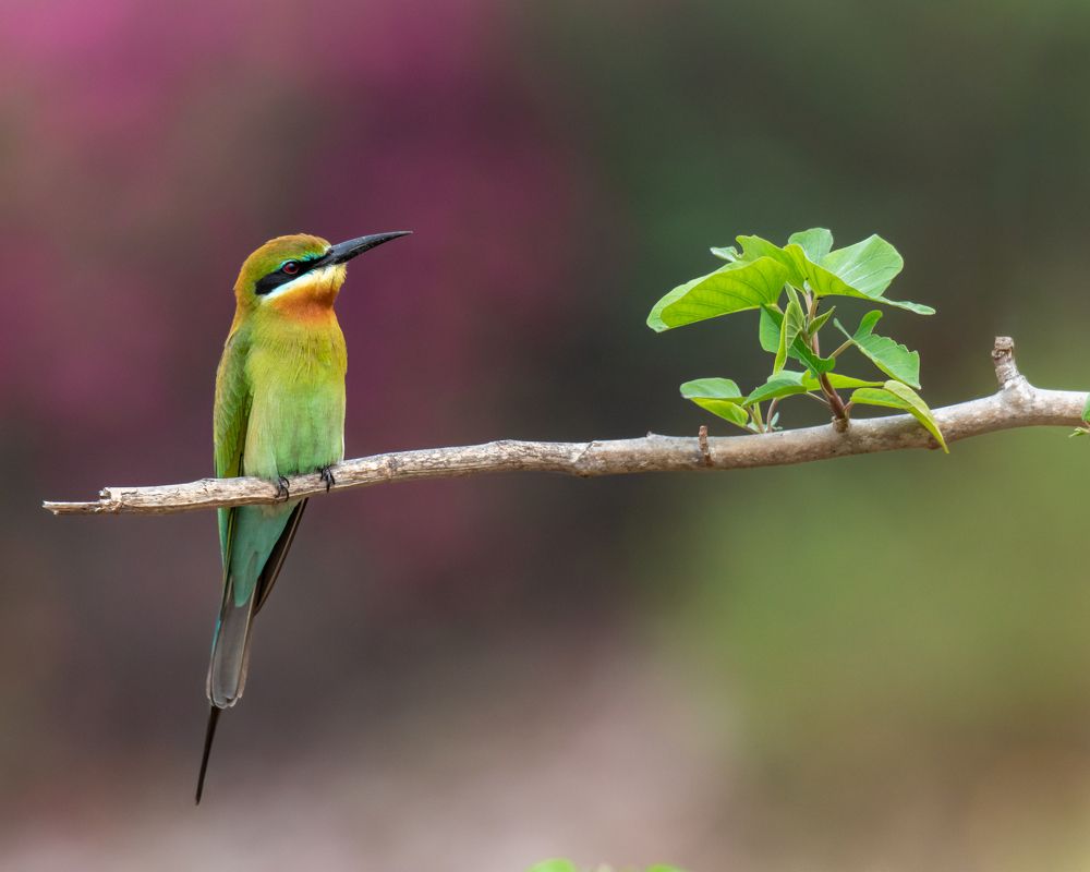 Blue Tailed Bee Eater - Me and my Branch