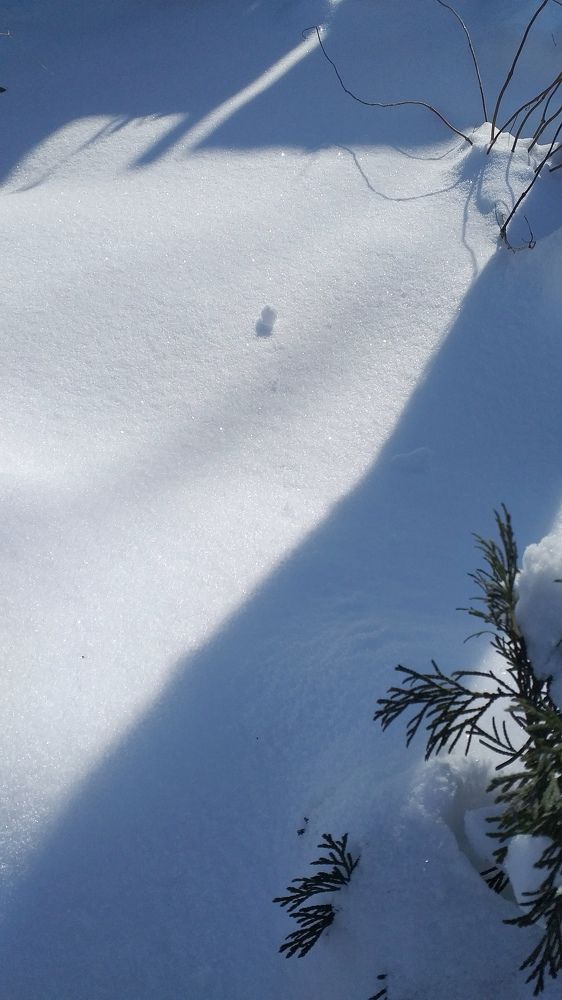 Зимний минимализм в пейзаже.