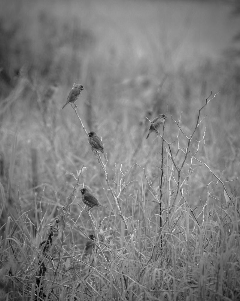 Lamenting fate in the morning