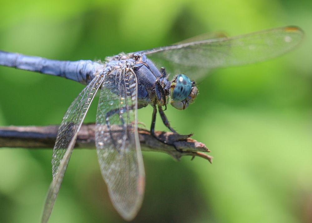 Photograph by Каролина Дидур