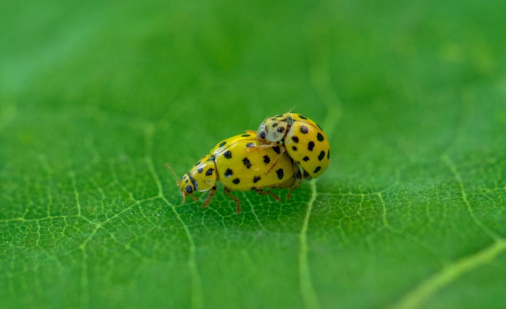 Photograph by Каролина Дидур