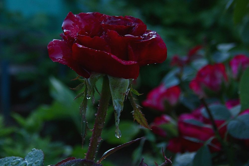 Photograph by Илья Юхнов