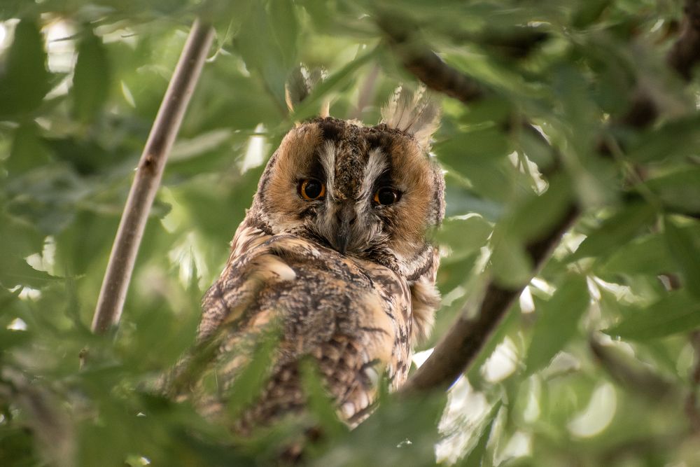 Под пристальным взором