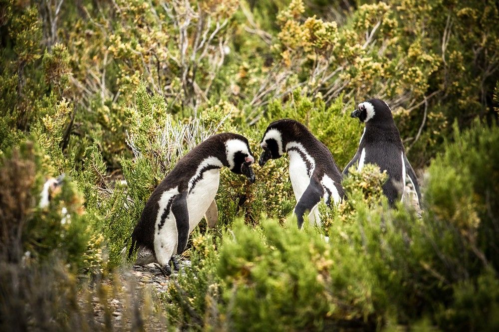 Crime story... Где-то в Аргентине...