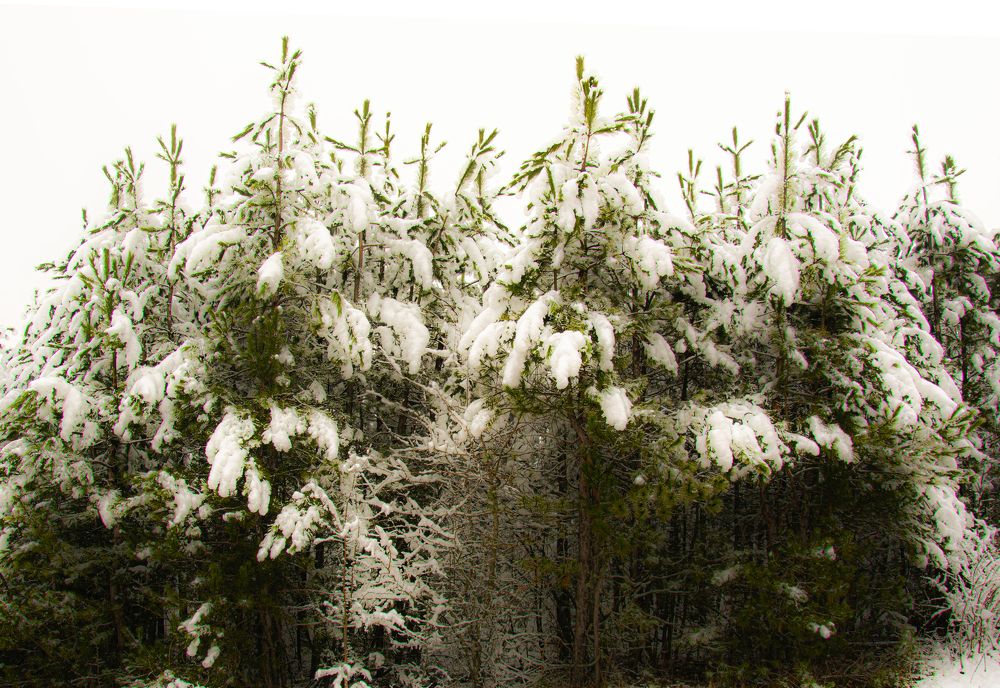 Photograph by Муза Латинская