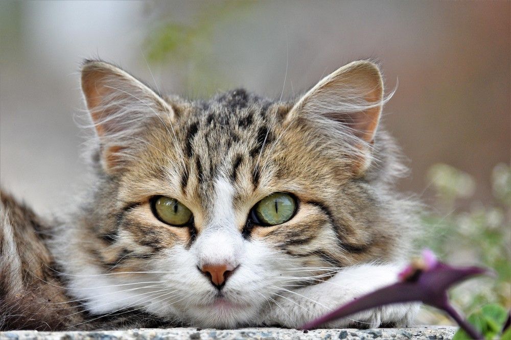 Photograph by Odysseas Christofides