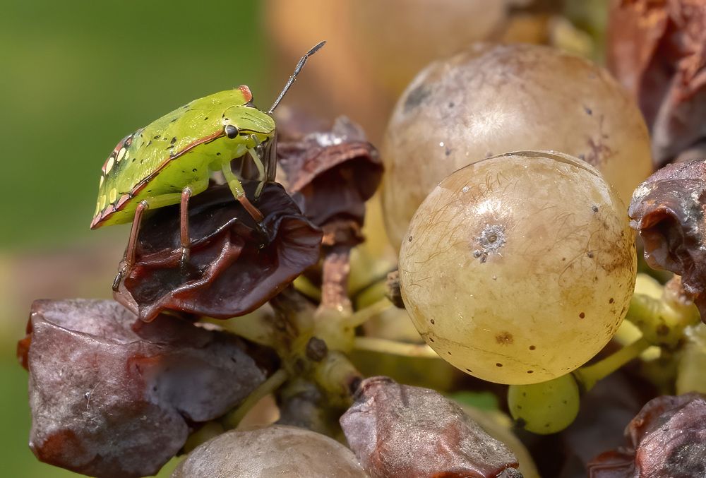 Little Green insect
