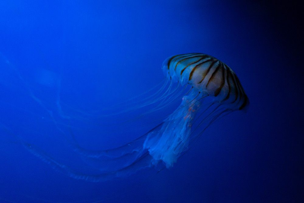 Photograph by Yuliia Pashentseva