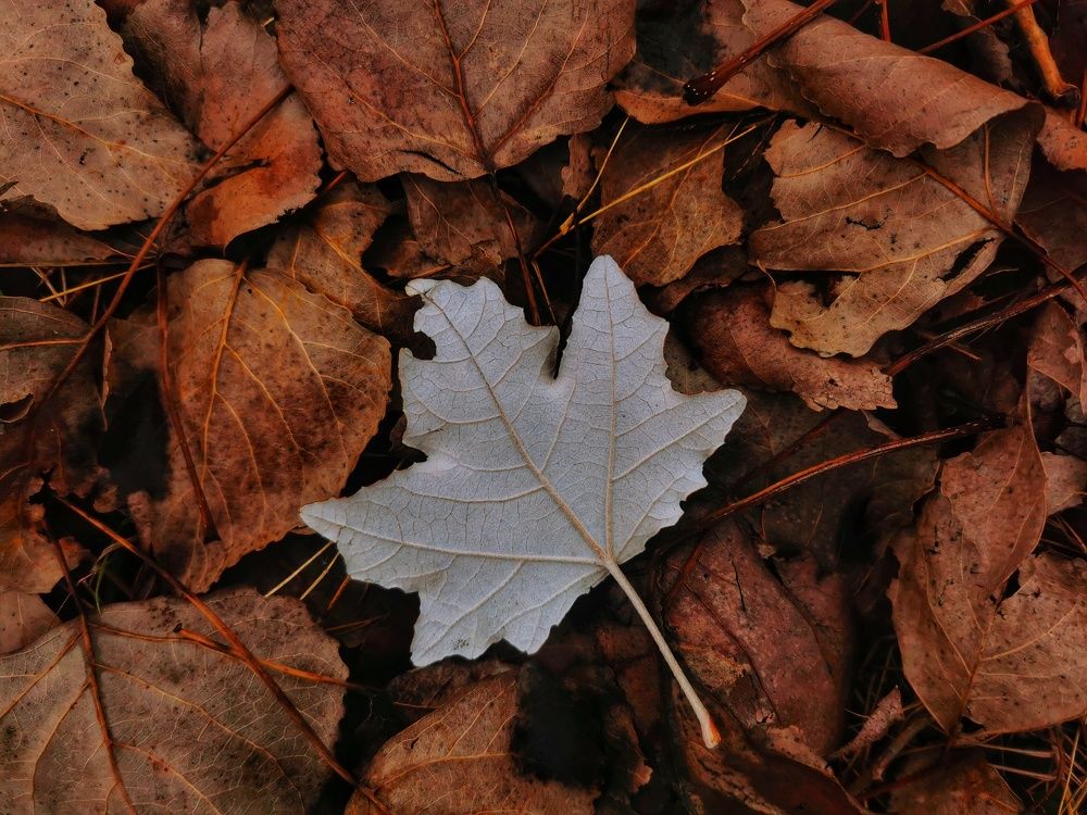 Photograph by Simeon Metodiev