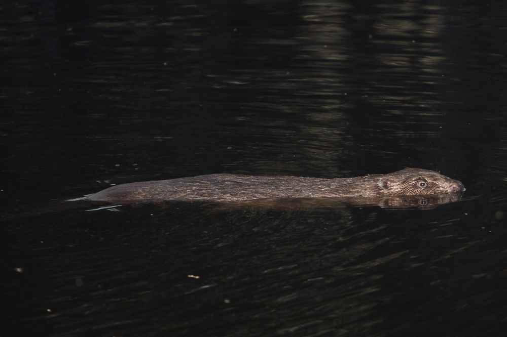 Бобр речной