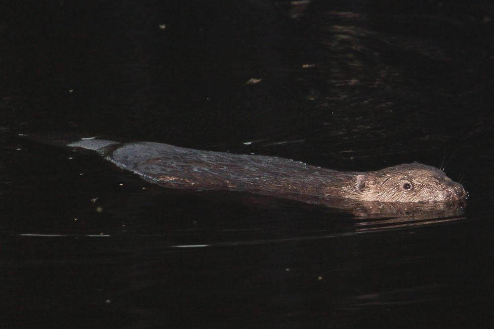 Бобр речной (вечерний)