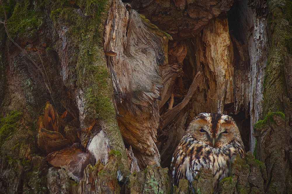 Photograph by Вячеслав Заметня