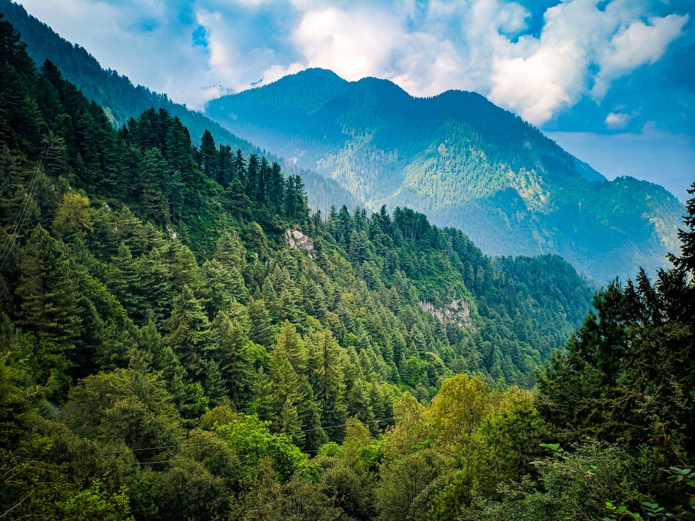 Beautiful forest of ayubia national park