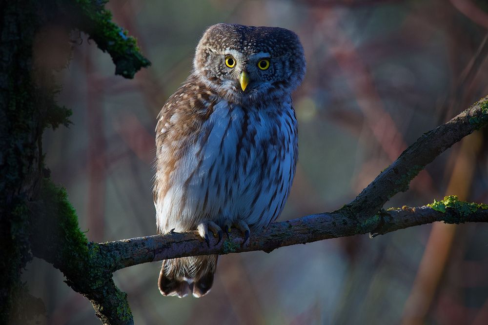 Photograph by Вячеслав Заметня