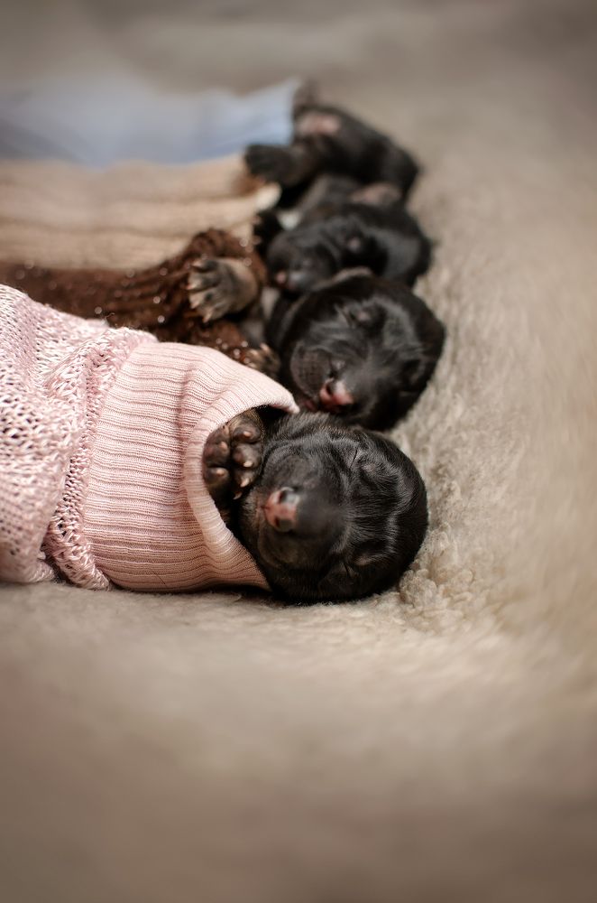 Newborn puppies