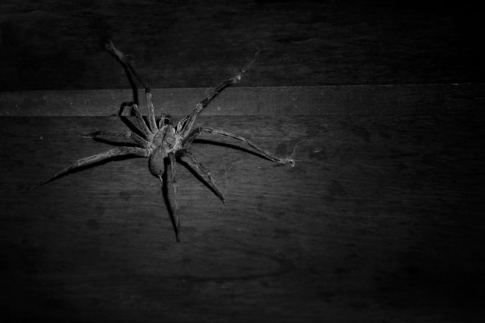 Photograph by Tatiana Barthem