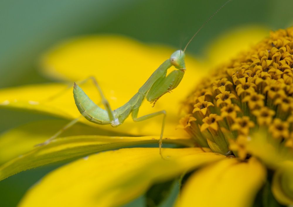 Photograph by Каролина Дидур