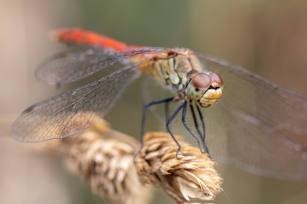 Photograph by Каролина Дидур