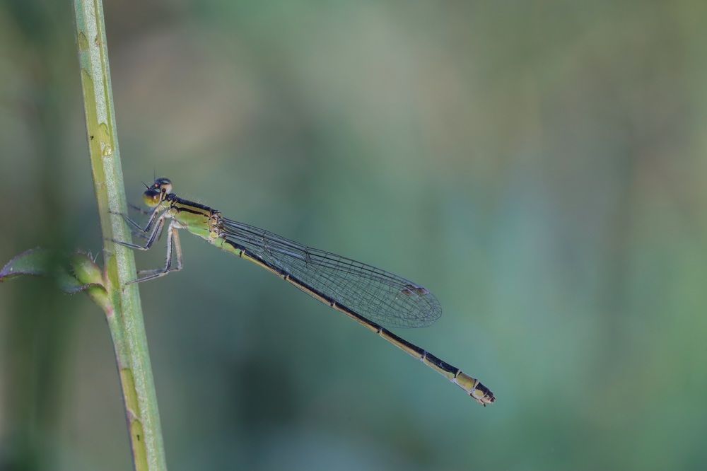 Photograph by Каролина Дидур