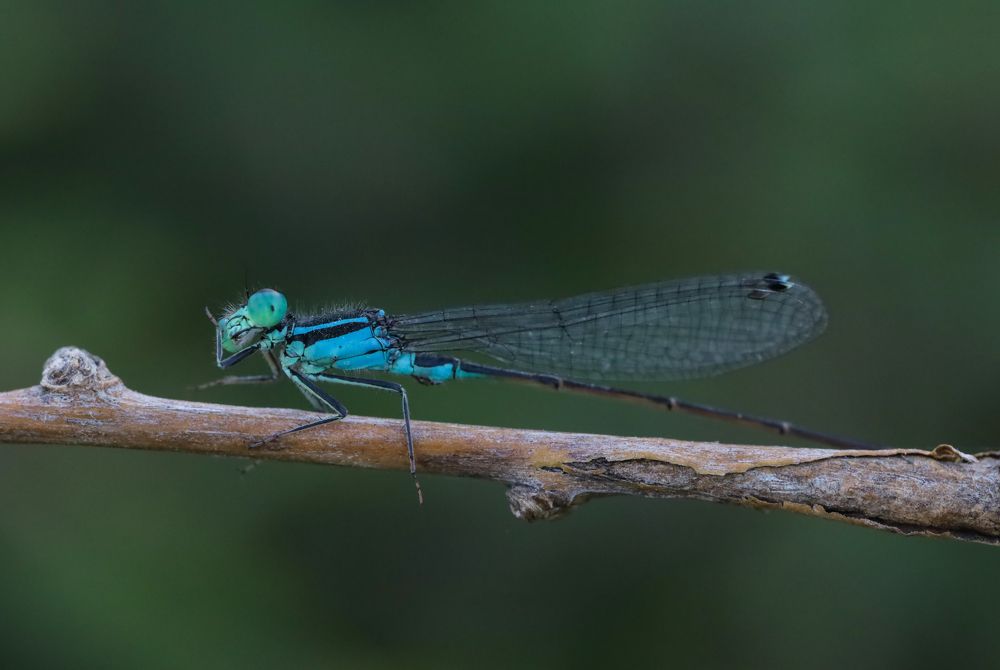 Photograph by Каролина Дидур