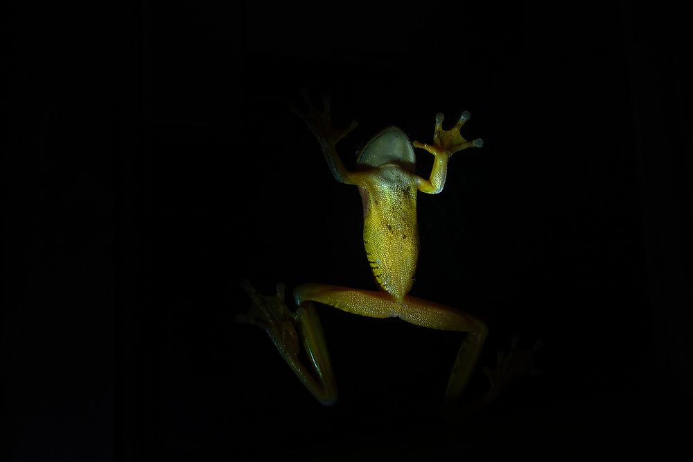 Photograph by Tatiana Barthem