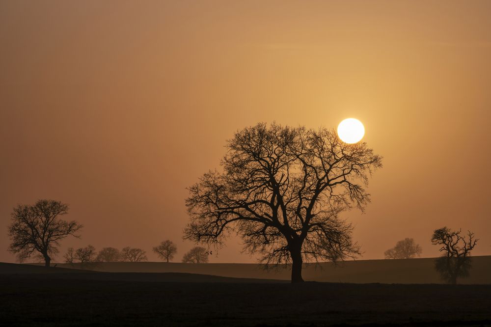 Палящая весна