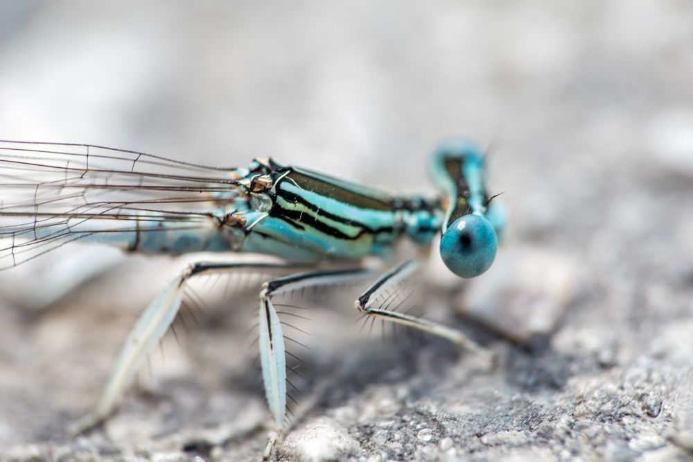 Photograph by Каролина Дидур