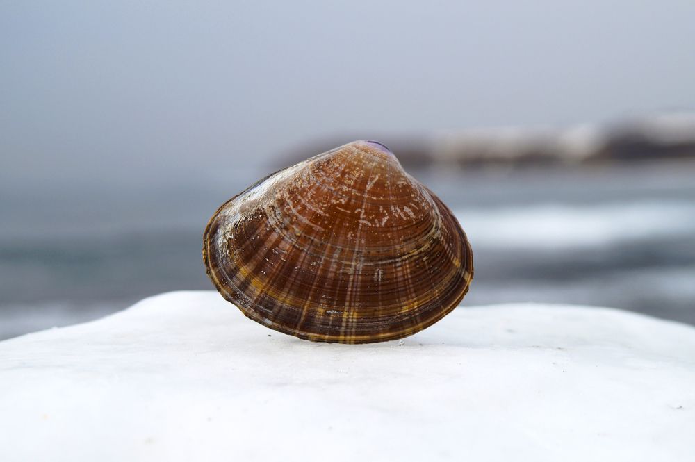 Photograph by Леонид Сидоров