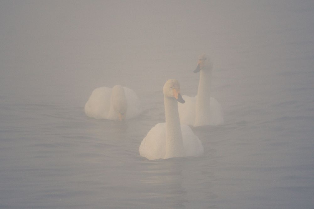 Photograph by Виталий Черненький