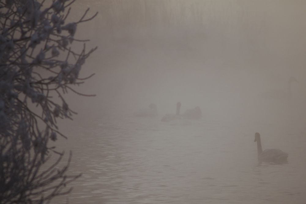 Photograph by Виталий Черненький