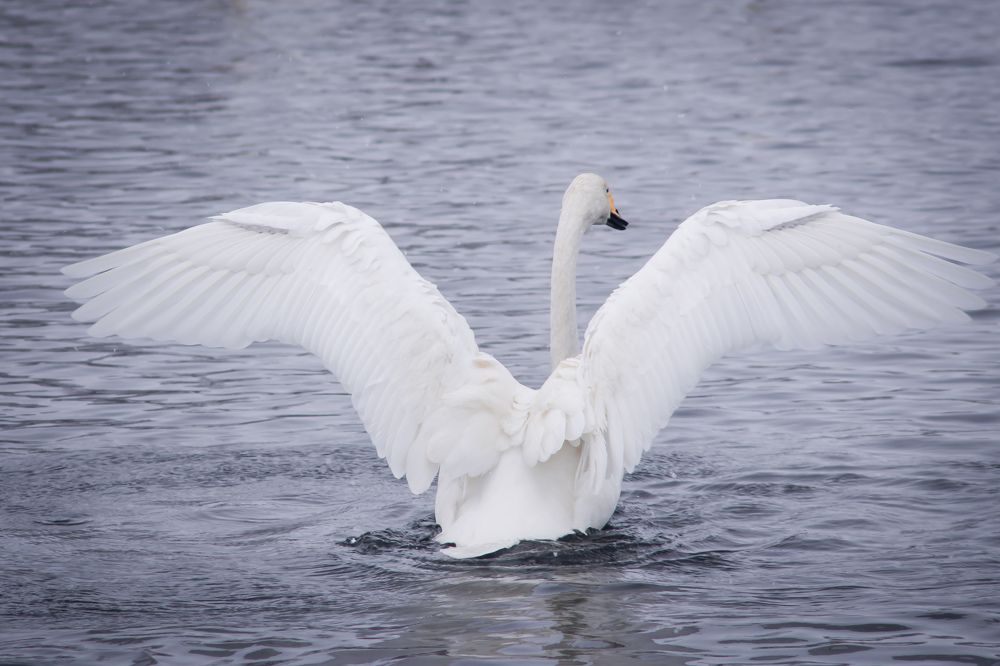 Photograph by Виталий Черненький