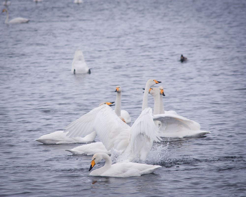 Photograph by Виталий Черненький