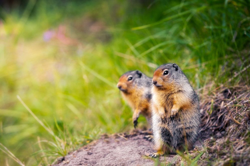 Фотография автора Huapu Zhao