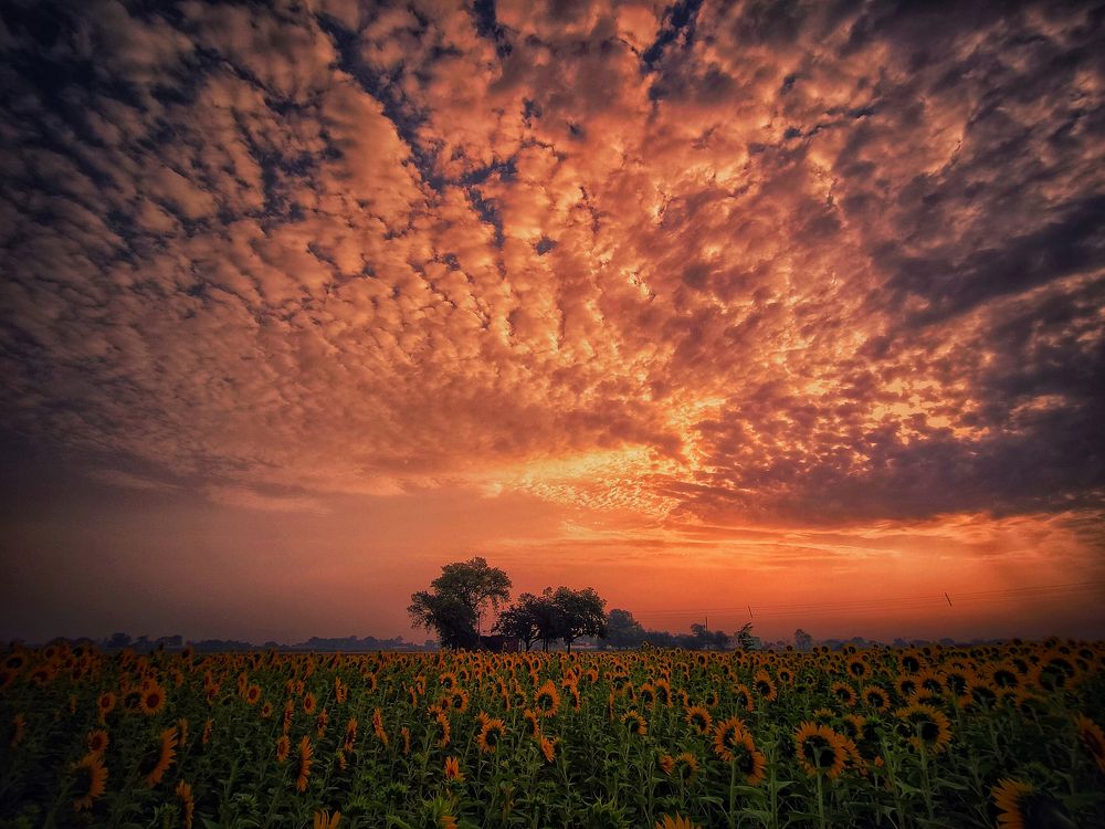 Sunrise over sunflower